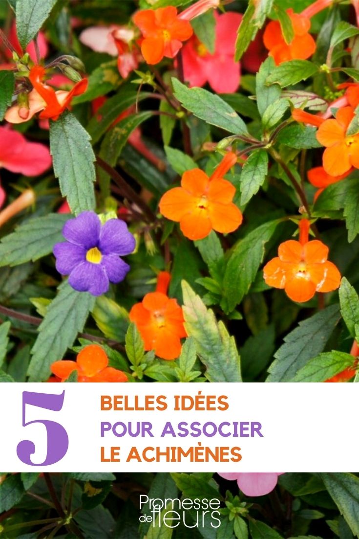 Combinar as achimenes