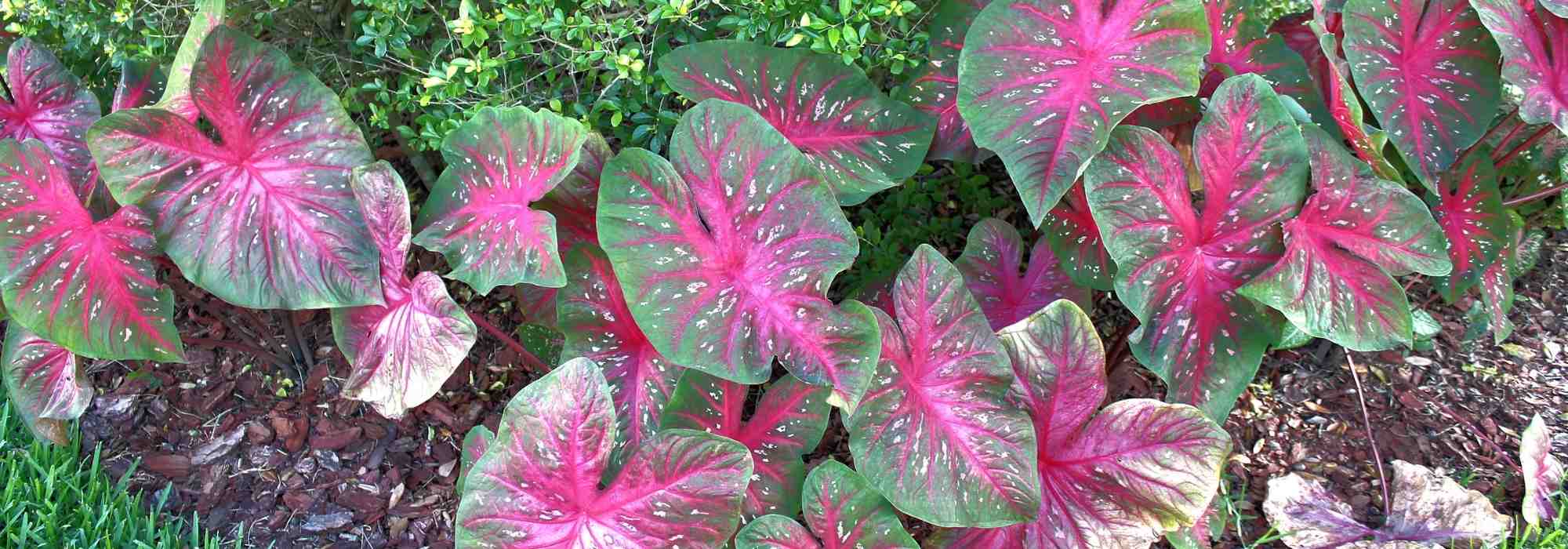 Caladium, orelha-de-elefante: plantar e cultivar