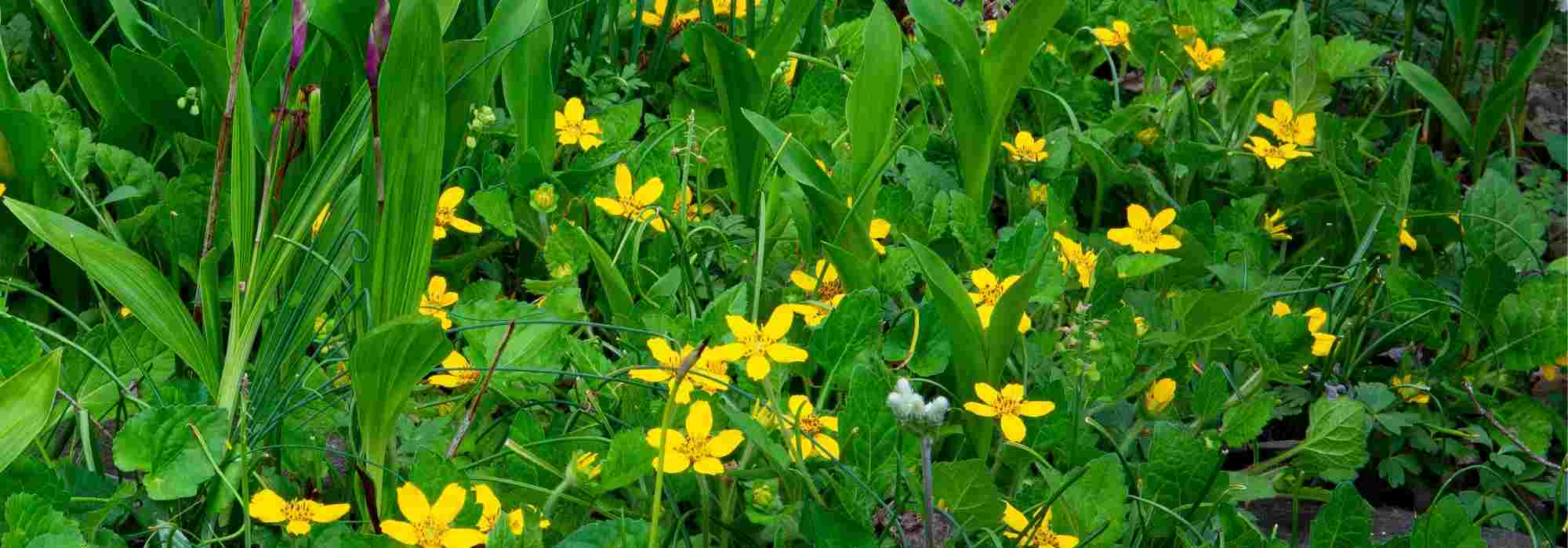 Associar o Chrysogonum