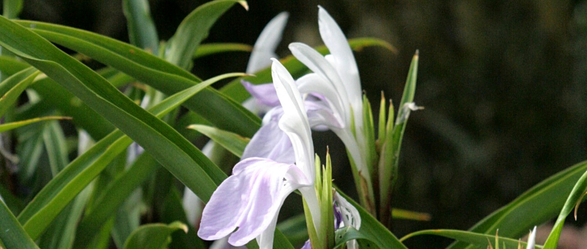 Cultivar Roscoeas em vaso