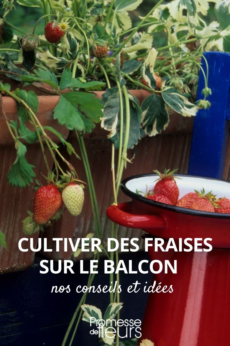 cultivo de morangos em recipiente, vaso e floreira