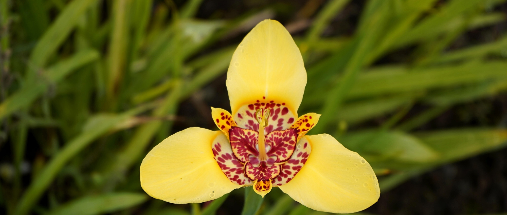 Cultivar a tigrídia ou flor-de-tigre em vaso