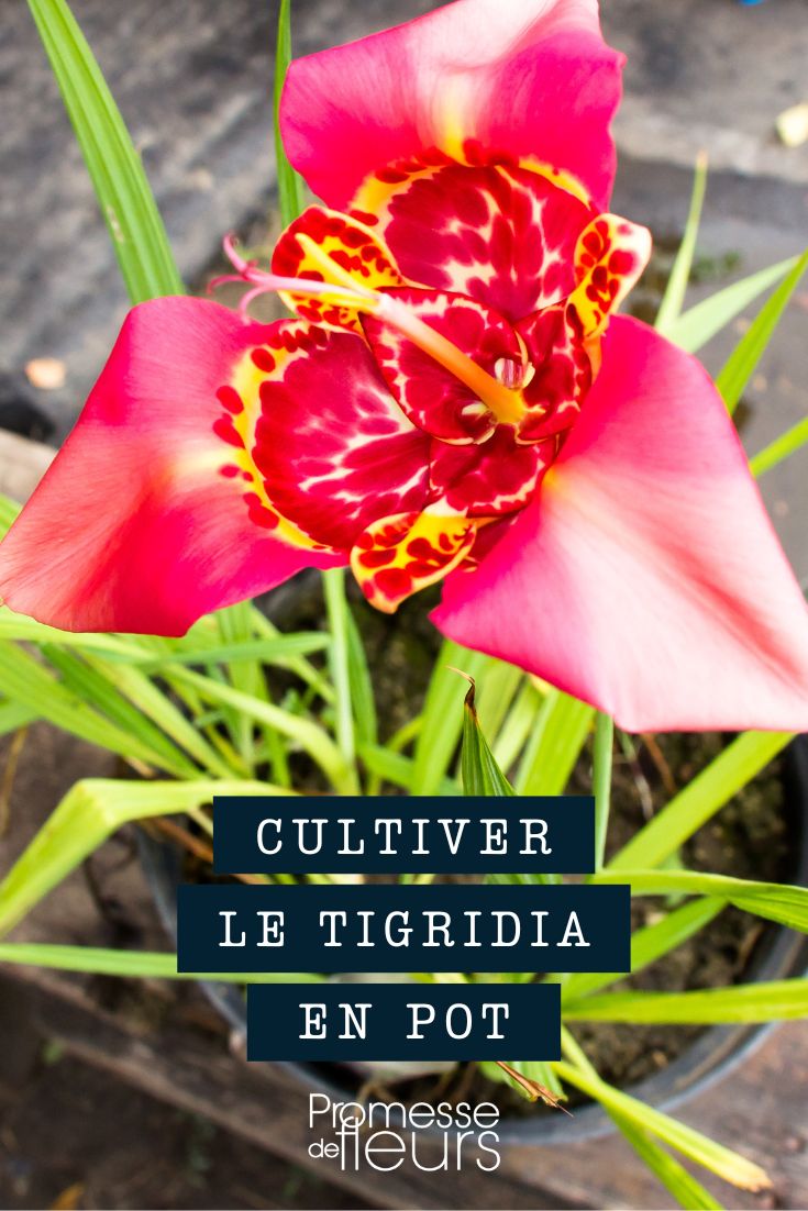 flor-de-tigre em vaso, floreira ou recipiente