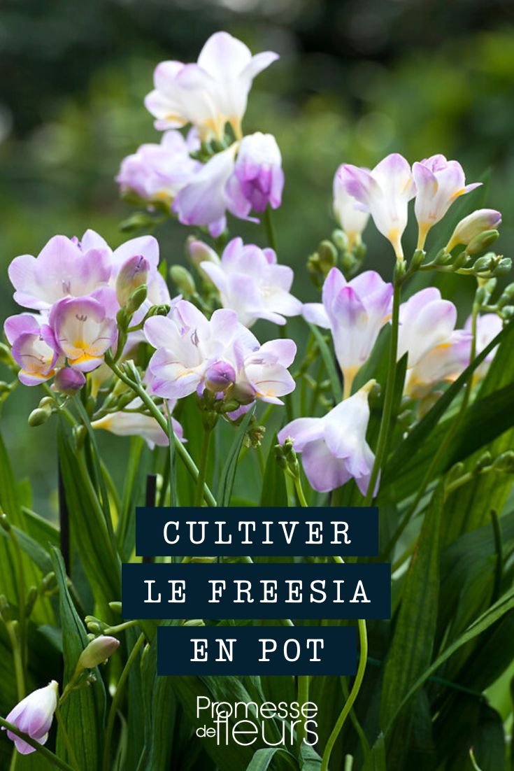 Cultivo de frésia em vaso, recipiente ou floreira
