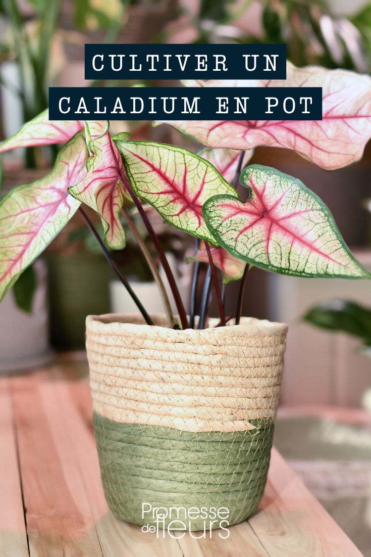 Cultivo do caládio em vaso ou floreira