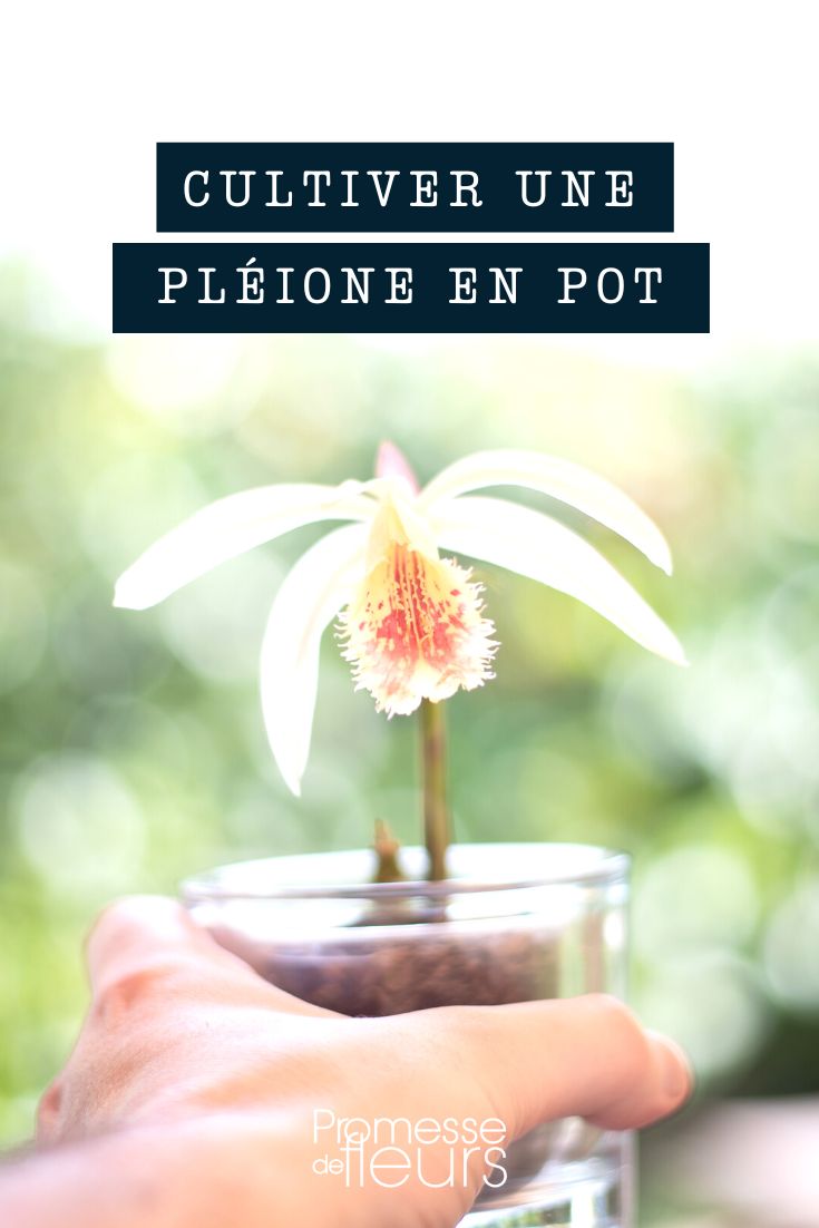 Cultivar uma pleione em vaso
