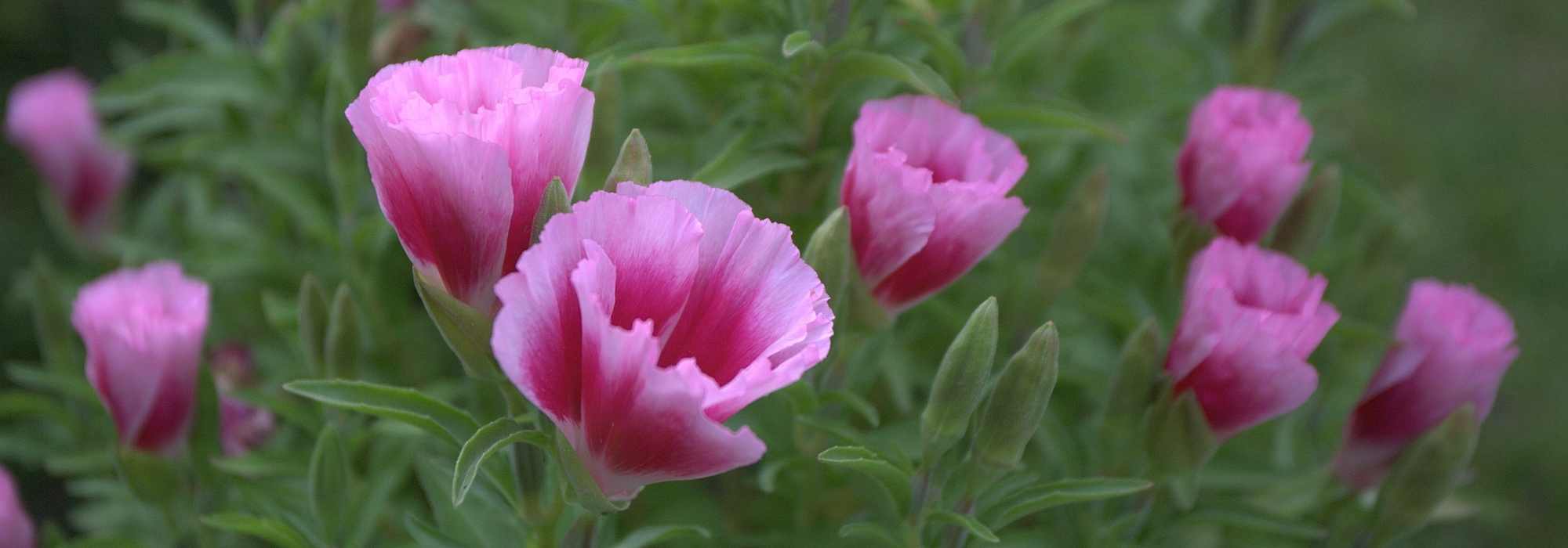 Godetia: sementeira, cultivo e manutenção