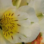 Alstroeméria: variedades anãs perfeitas para cultivar em vaso