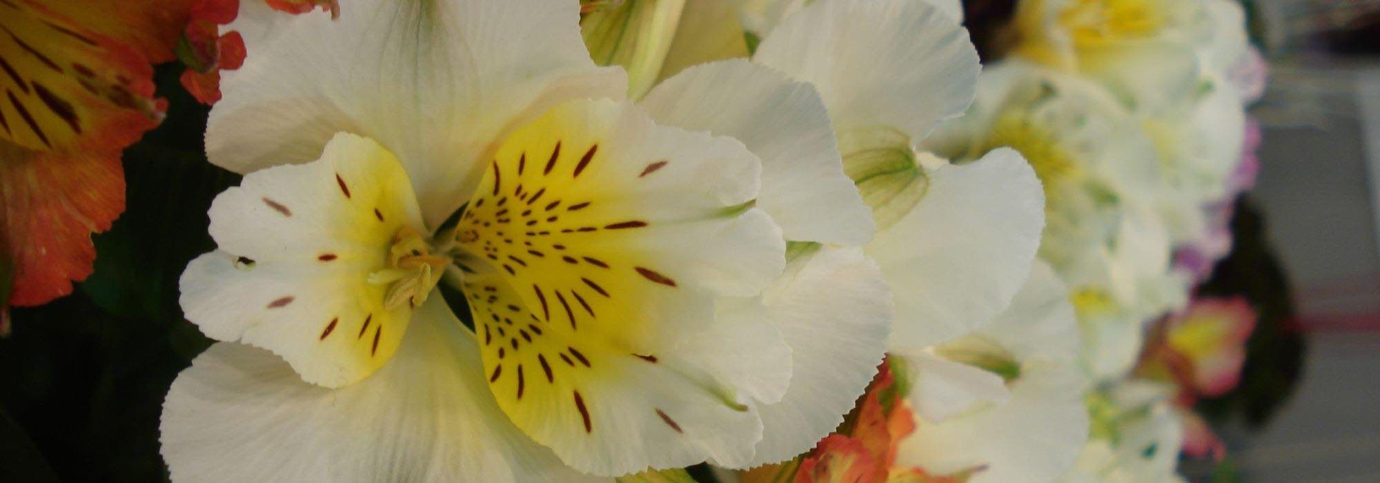 Alstroeméria: variedades anãs perfeitas para cultivar em vaso