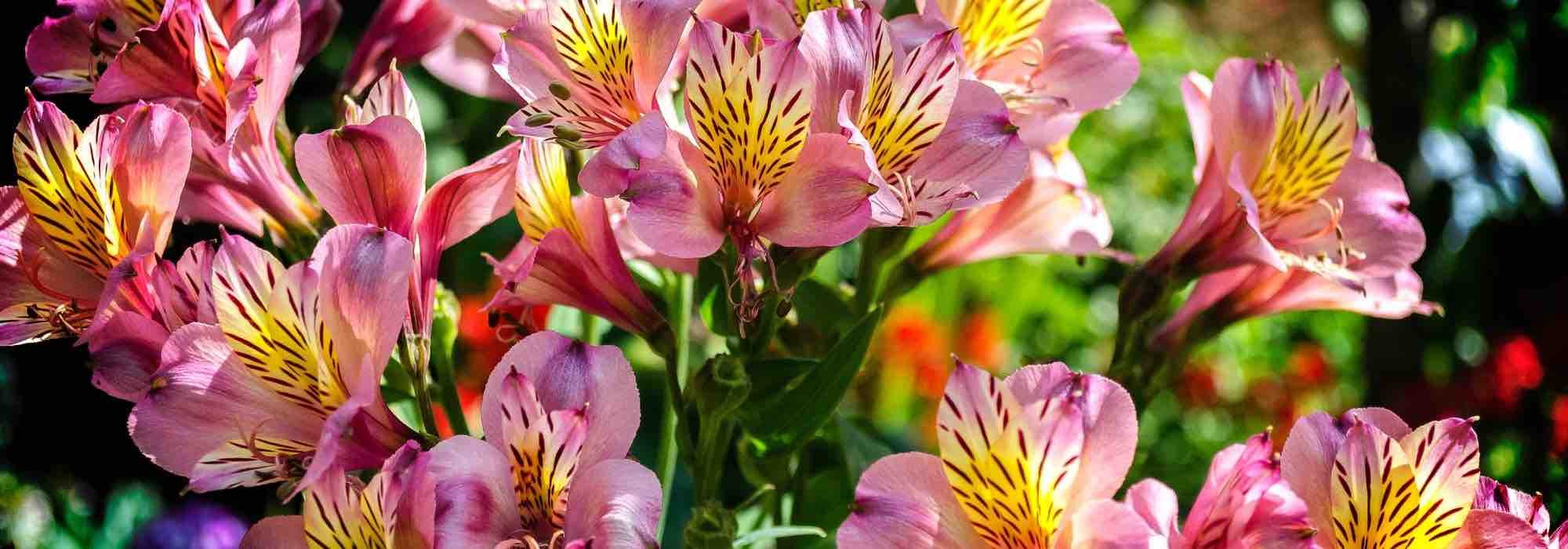 Alstroemérias: as mais rústicas