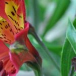 Alstroeméria: as melhores variedades para borda de canteiro