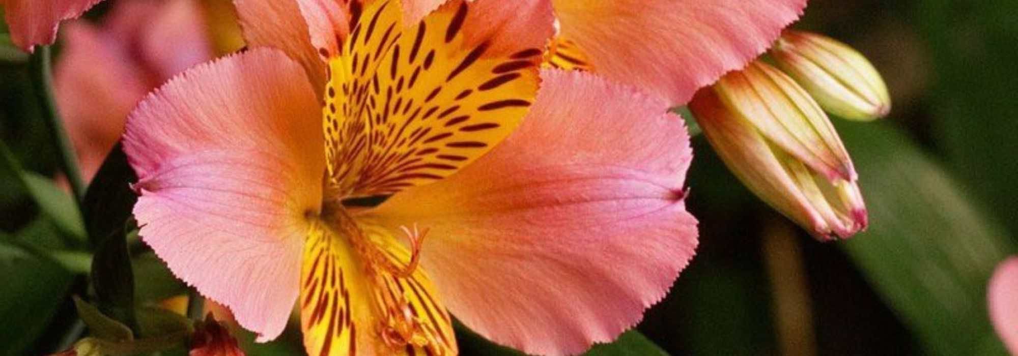 Cultivar alstroeméria em vaso com sucesso
