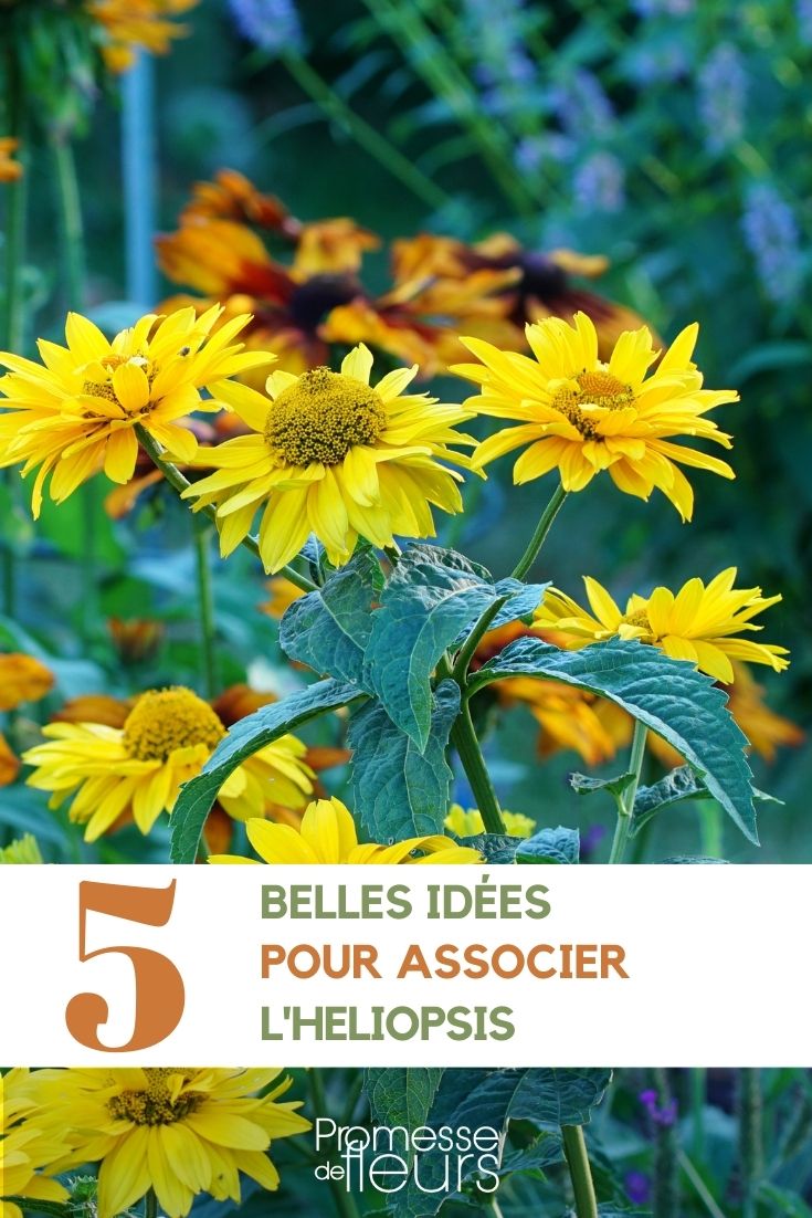 Combinar Heliopsis