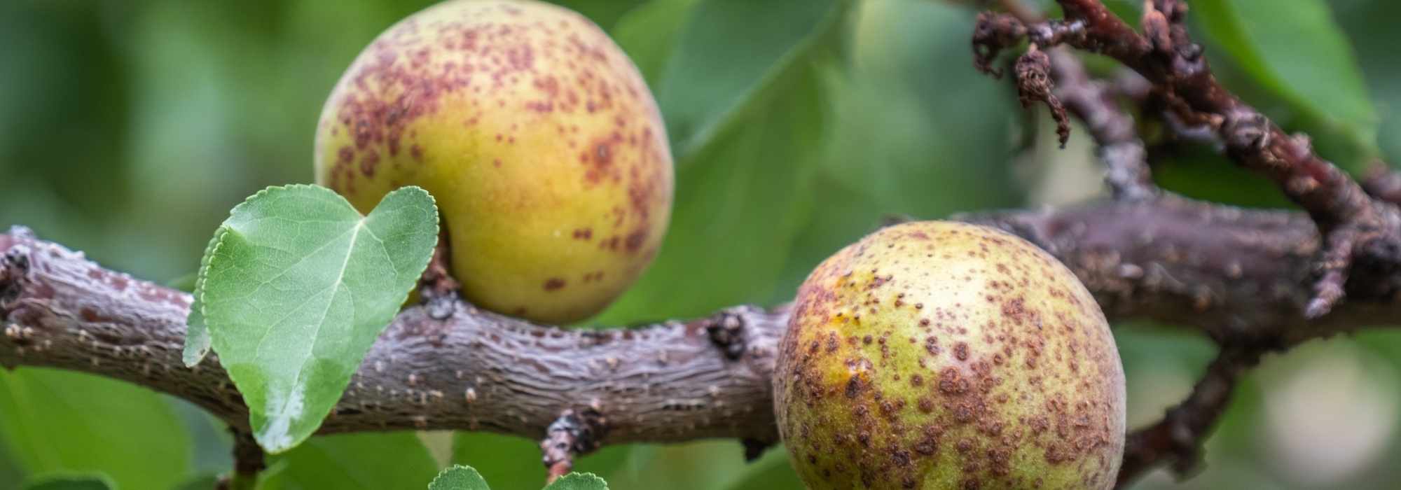 Doenças e pragas do damasqueiro