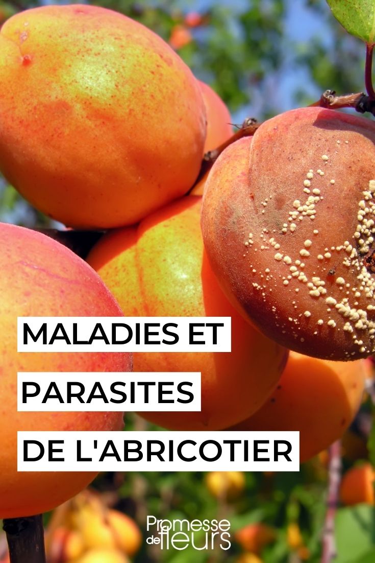 Fruteira damasqueiro: tratar naturalmente as doenças e as pragas