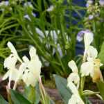 Combinar a Roscoea