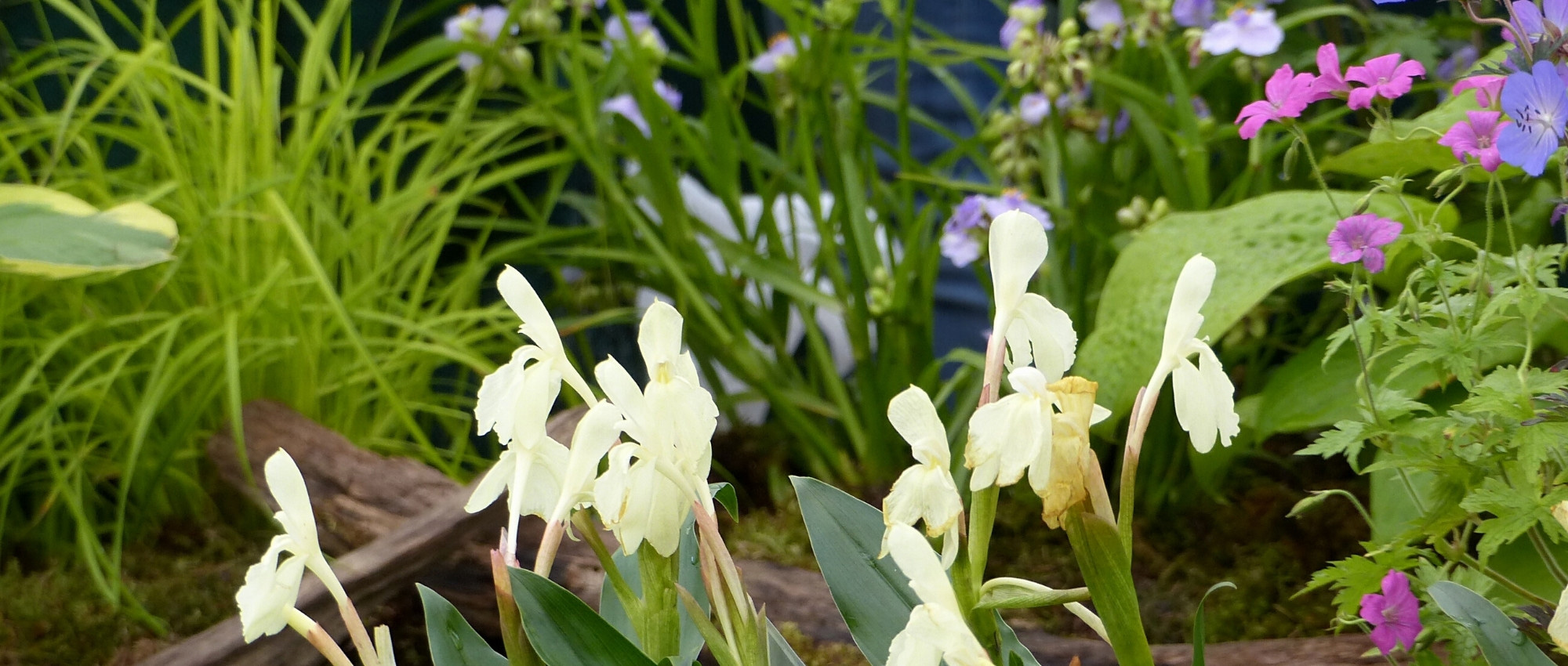 Combinar a Roscoea
