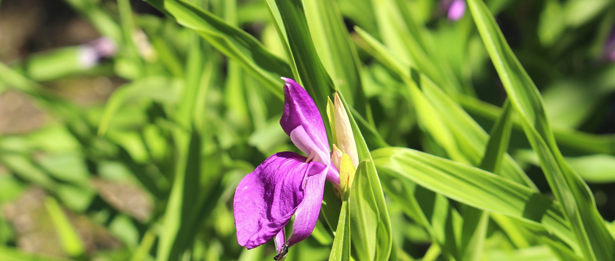 Roscoea: plantar, cultivar e cuidar