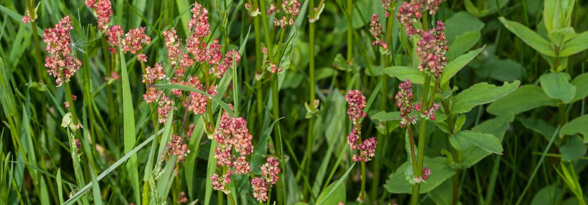 Rumex no jardim: como combatê-lo?