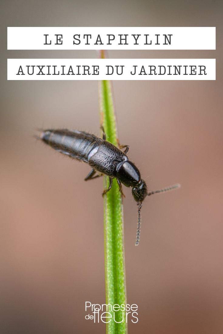 Staphylin, inseto auxiliar