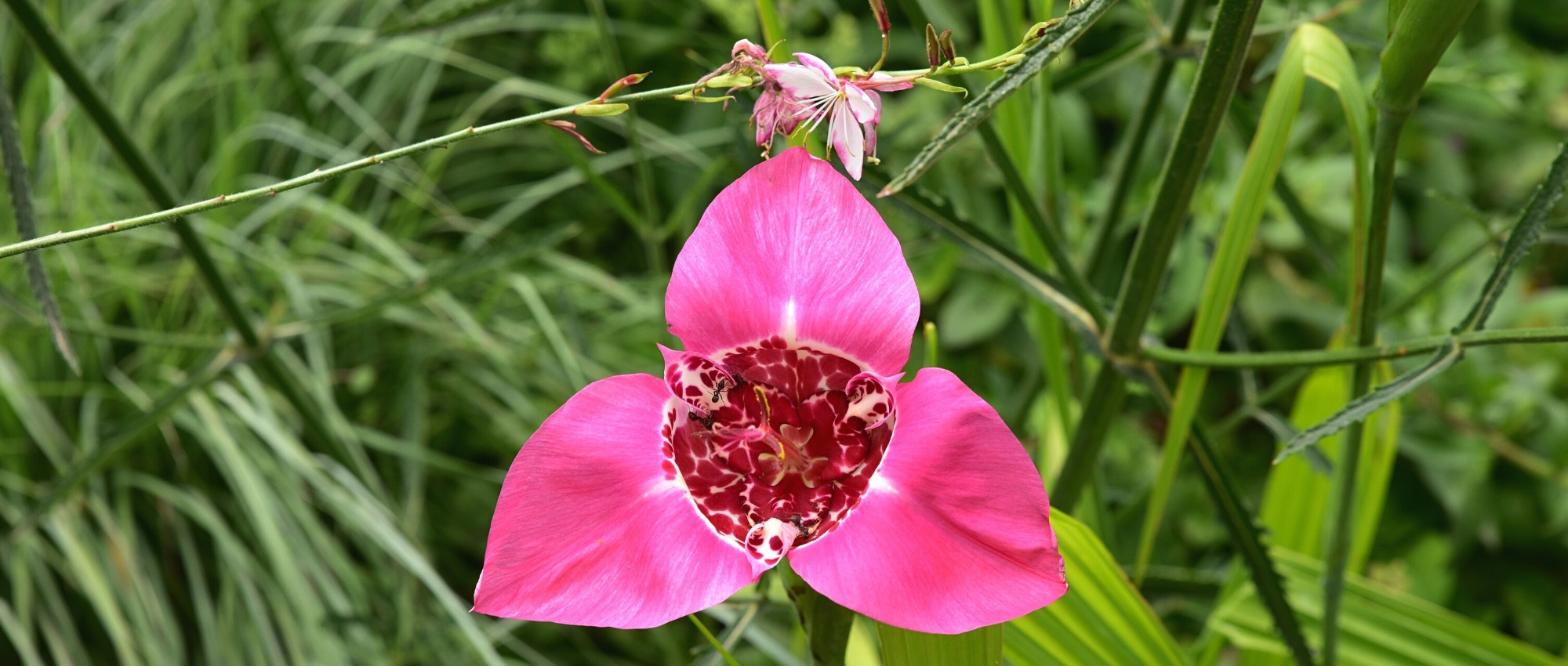 Combinar a tigrídia ou flor-de-tigre