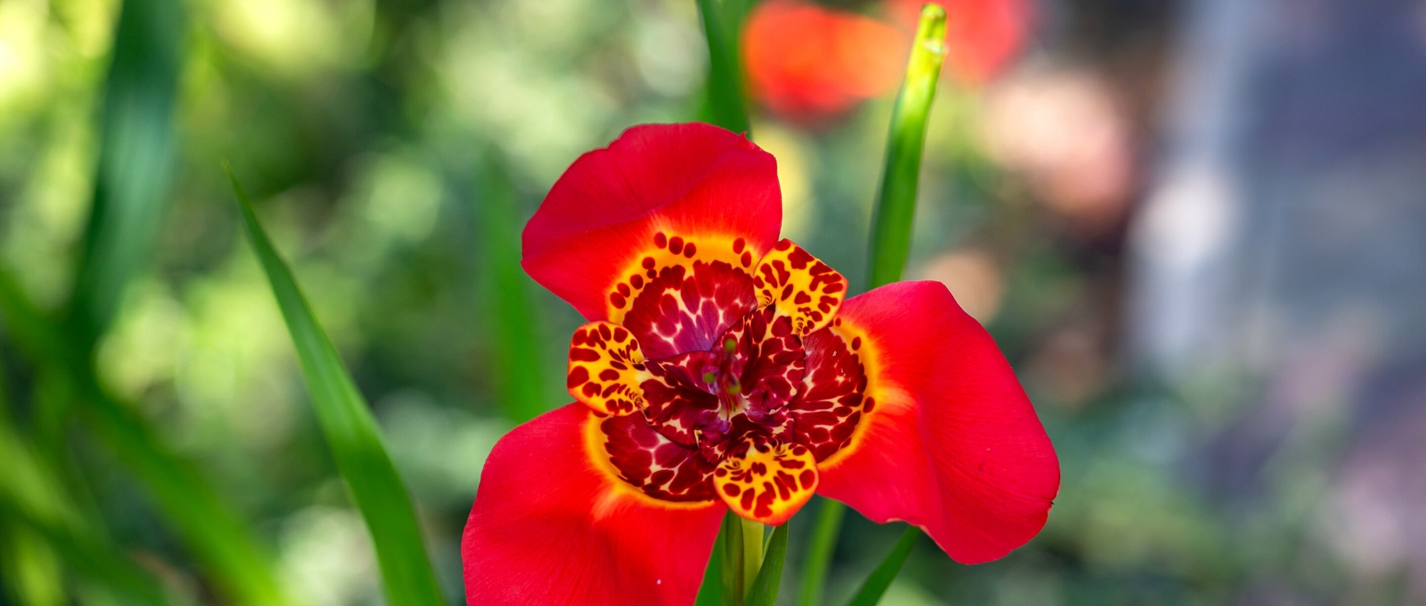 Tigrídia: plantar, cultivar e cuidar