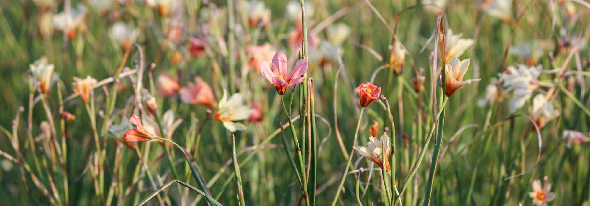 Homeria, tulipa-do-cabo: plantação, cultivo e manutenção