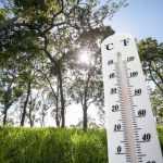 Canícula: 10 conselhos para proteger as suas plantas