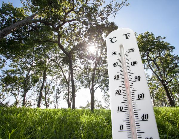 Canícula: 10 conselhos para proteger as suas plantas