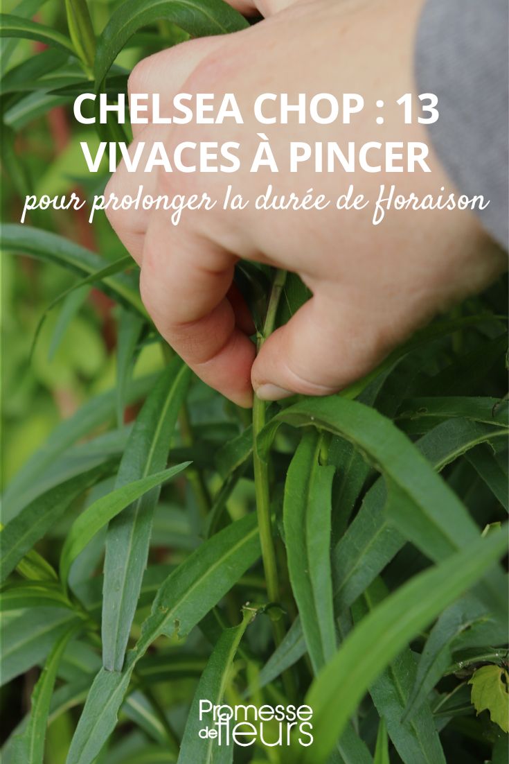Corte Chelsea ou despontar as plantas perenes em maio