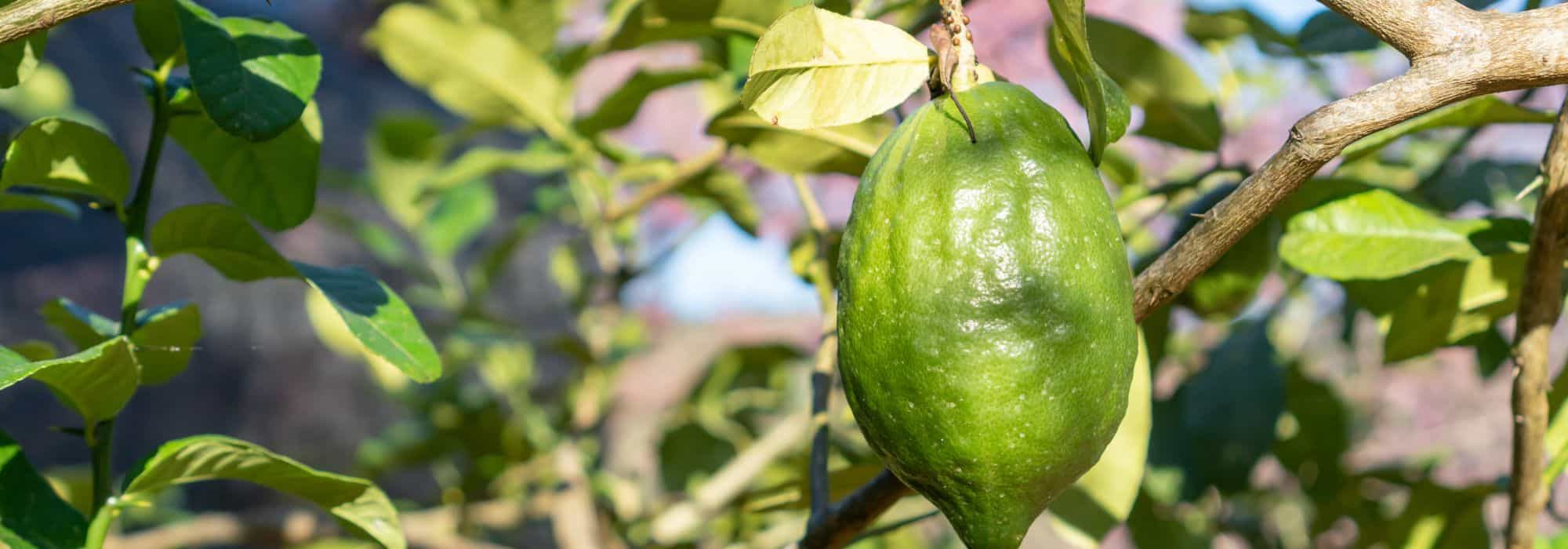 Cultivar a bergamota