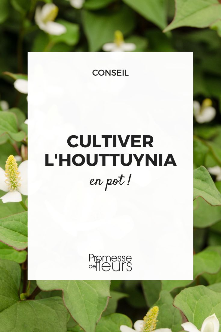 Cultivar a houttuynia em vaso