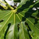 Fatsia-do-Japão, falsa-arália: plantação, cultivo e manutenção.