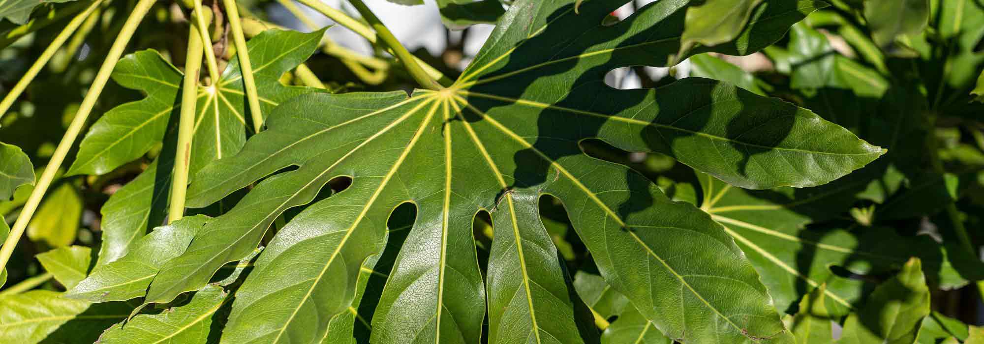 Fatsia-do-Japão, falsa-arália: plantação, cultivo e manutenção.