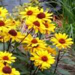 Cultivar Heliopsis em vaso