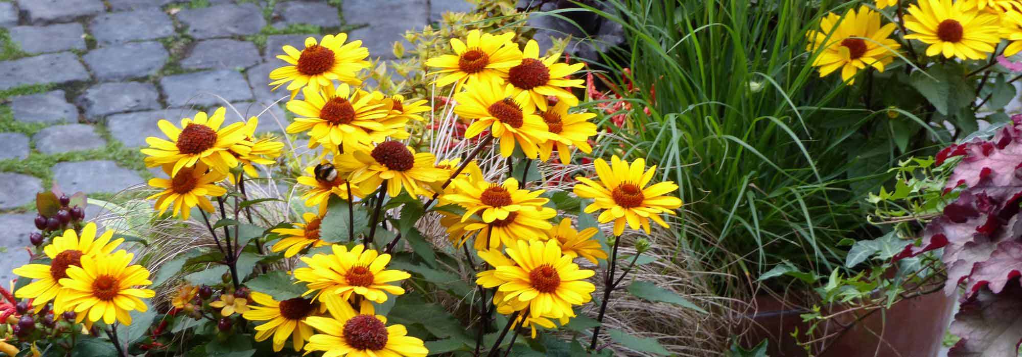 Cultivar Heliopsis em vaso
