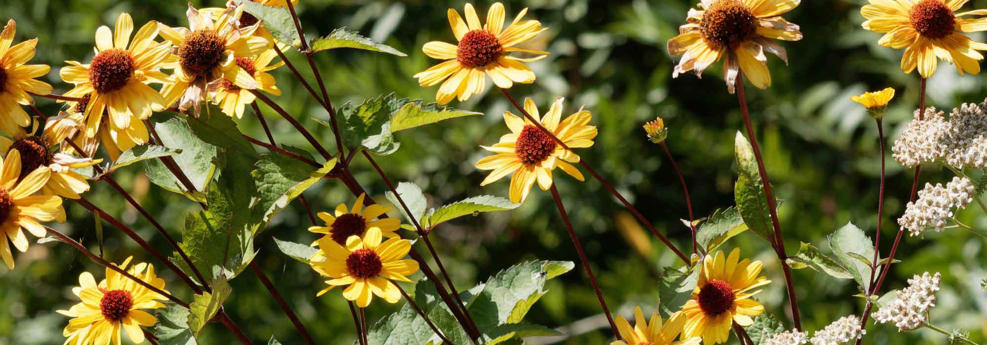 Heliopsis: 5 ideias de combinações