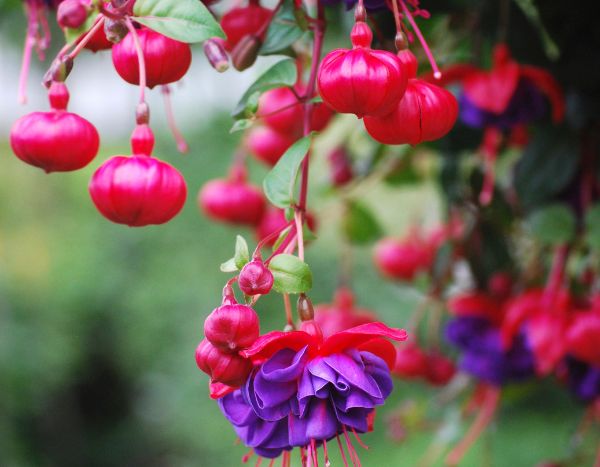 Como despontar as fúcsias para obter mais flores?