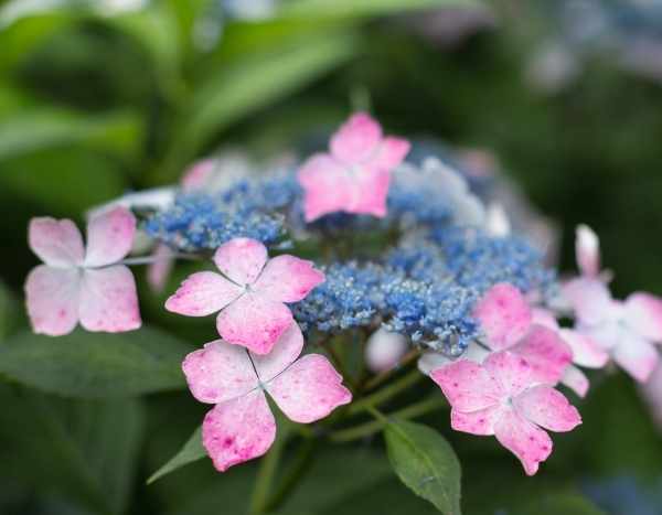 As plantas viajantes: a hortênsia