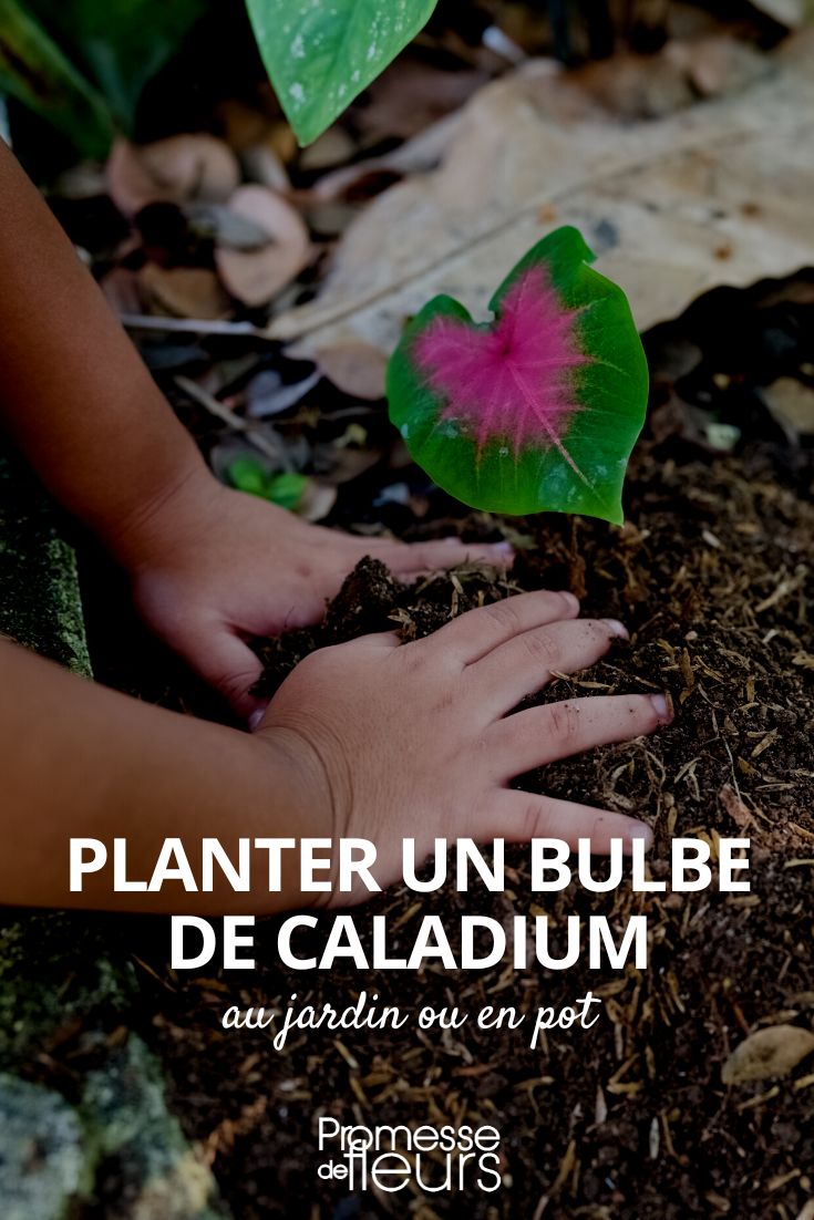plantar um bolbo de caládio