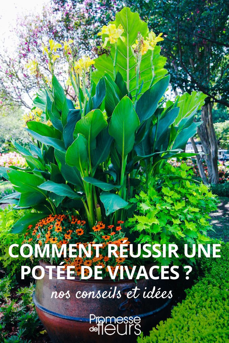 Como fazer um vaso de plantas perenes