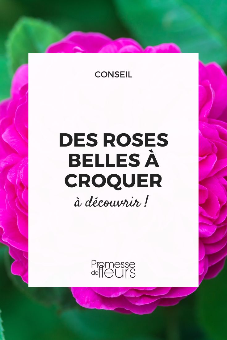 rosas comestíveis