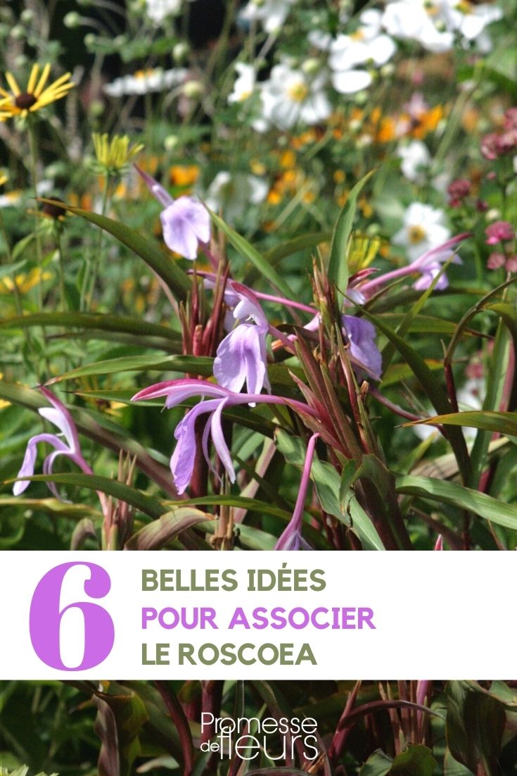 Ideias de combinações com Roscoea, gengibre e orquídea
