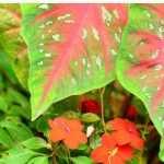 Combinar o Caladium ou a orelha-de-elefante