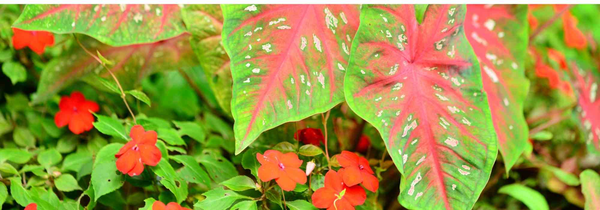 Combinar o Caladium ou a orelha-de-elefante
