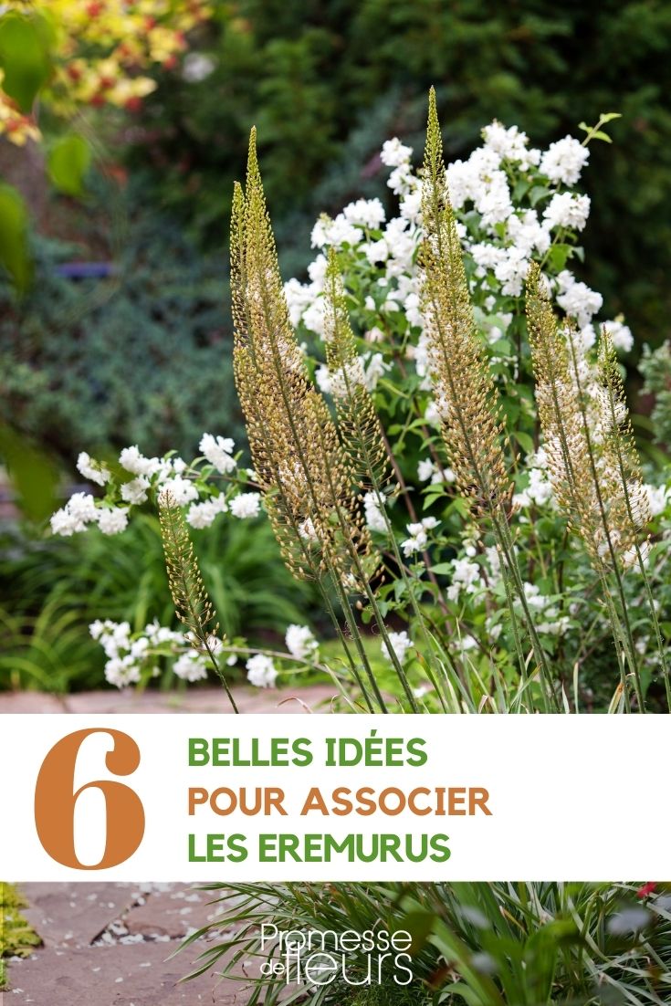 Combinar as velas-do-deserto