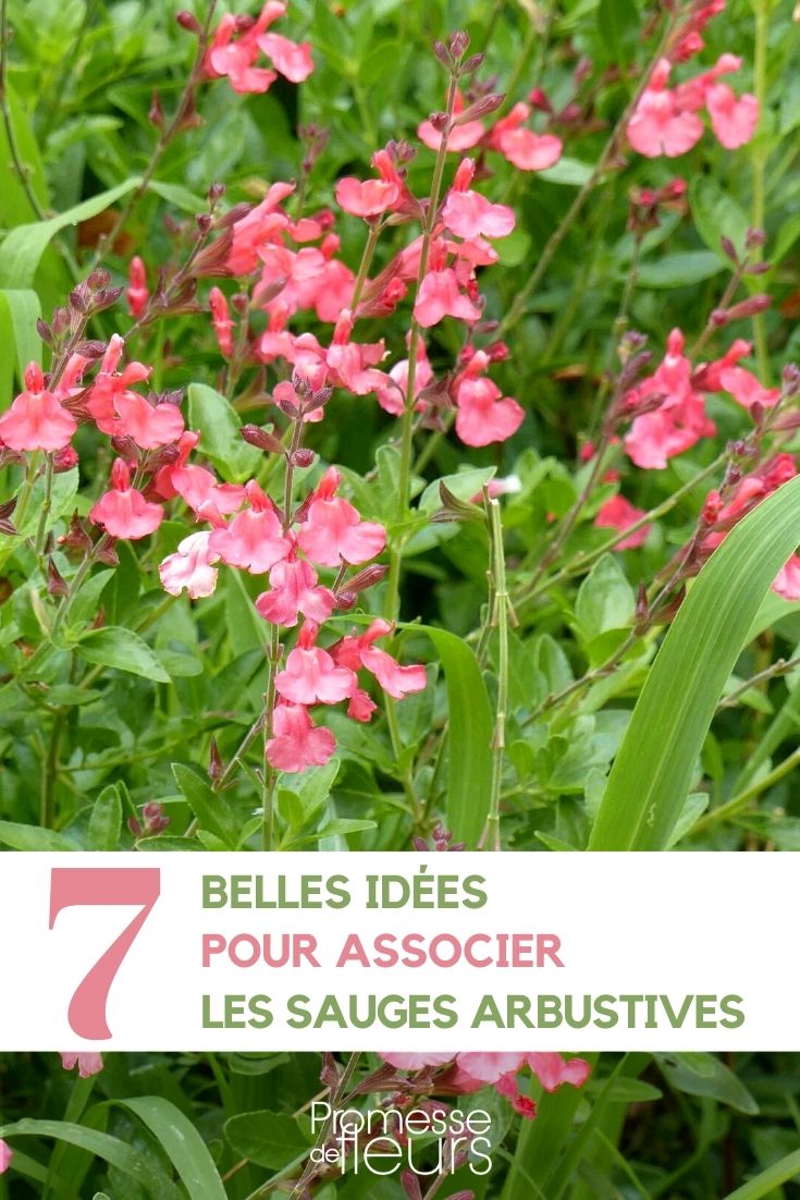 Como combinar uma sálvia arbustiva Salvia