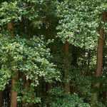 O amieiro: plantar e cultivar