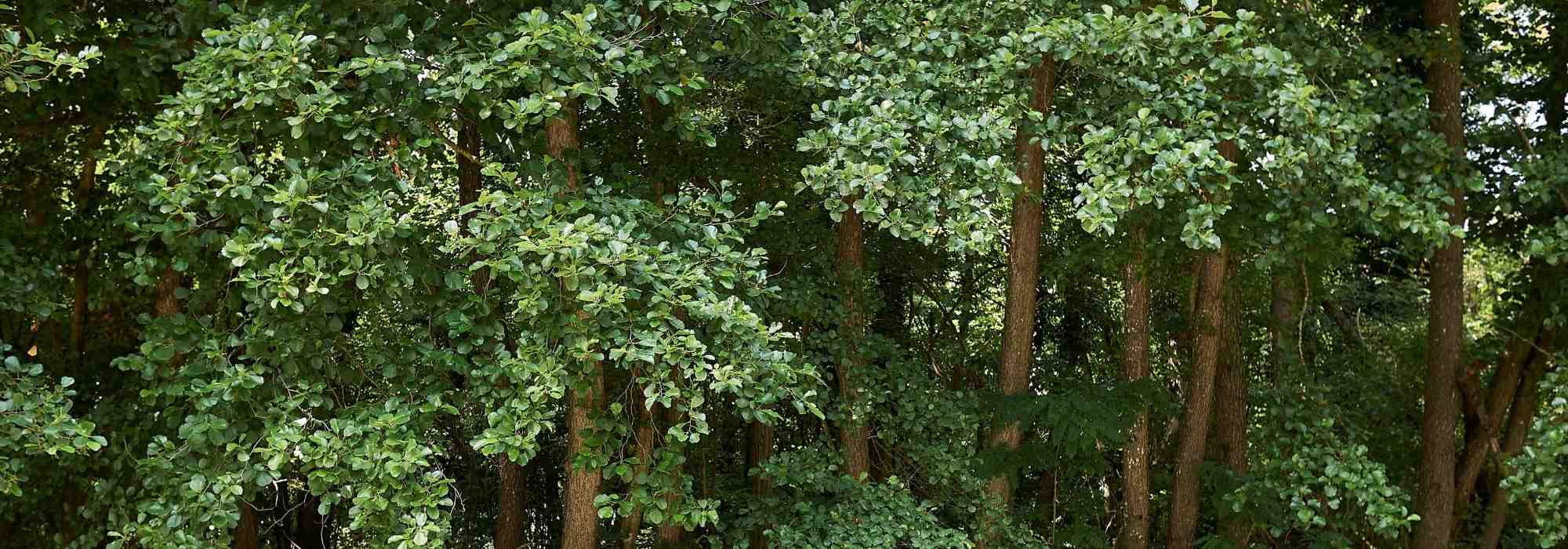 O amieiro: plantar e cultivar