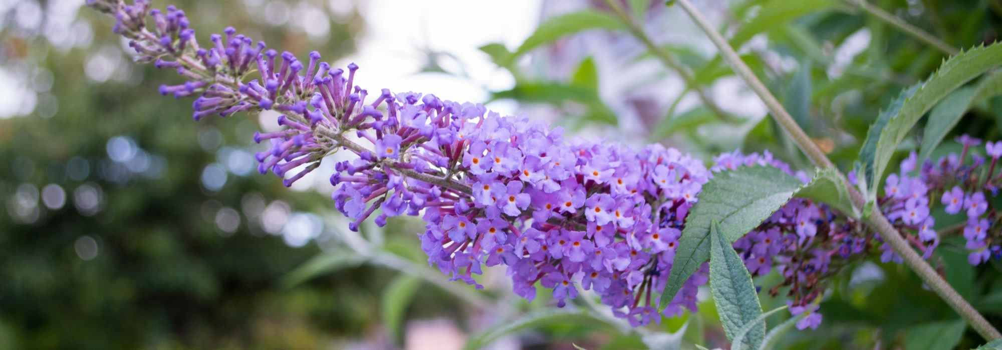 Cultivar um arbusto-das-borboletas em vaso